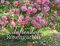 Im duftenden Rosengarten Kalender 2024. Wandkalender mit 12 Fotos romantischer Rosen-Gärten. Farbenprächtiger Kalender mit Rosen-Duft. Fotokalender für die Wand 44x34 cm