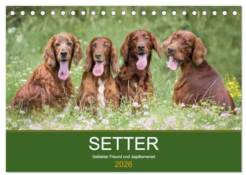 Setter - Geliebter Freund und Jagdkamerad (Tischkalender 2026 DIN A5 quer), CALVENDO Monatskalender: Der Setter - treuer Freund der Familie und verlässlicher Partner auf der Jagd. (CALVENDO Tiere)