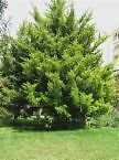 10 semi di Cupressus macrocarpa Cipresso di Monterey Seeds