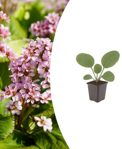 Bergenia cordifolia | 12 stycken - 10-25cm - Ø9cm - Trädgårdsväxt