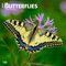 Butterflies 2025 12 X 24 Inch Monthly Square Wall Calendar Plastic-Free