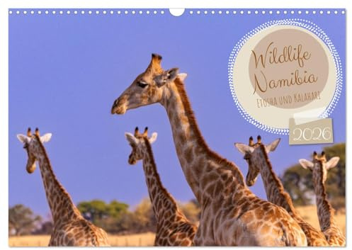 Wildlife Namibia - Etosha und Kalahari (Wandkalender 2026 DIN A3 quer), CALVENDO Monatskalender: Faszinierende Tierfotos, die begeistern (CALVENDO Tiere)