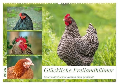 Glückliche Freilandhühner (Wandkalender 2026 DIN A2 quer), CALVENDO Monatskalender: Verschiedenste Hühnerrassen in der Freilandhaltung (CALVENDO Tiere)
