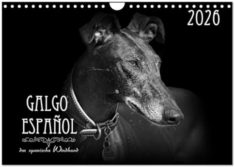 Galgo Español - der spanische Windhund 2026 (Wandkalender 2026 DIN A4 quer), CALVENDO Monatskalender: Ausdrucksstarke schwarz-weiß Portraits vom Galgo Español (CALVENDO Tiere)