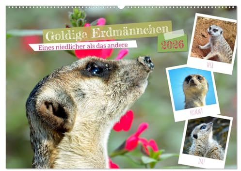 Goldige Erdmännchen (Wandkalender 2026 DIN A2 quer), CALVENDO Monatskalender: Eines niedlicher als das andere (CALVENDO Tiere)