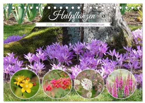 Heilpflanzen - Schätze im Garten (Tischkalender 2026 DIN A5 quer), CALVENDO Monatskalender: Überraschend viele Pflanzen in unseren Gärten haben eine ... in der Naturmedizin (CALVENDO Gesundheit)