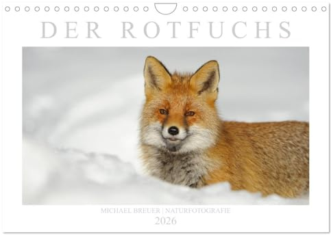 Der Rotfuchs (Wandkalender 2026 DIN A4 quer), CALVENDO Monatskalender: Einzigartige Fotos des schlauen Wildtiers (CALVENDO Tiere)
