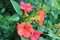 Große Kletter-Trompetenblume Campsis tagliabuana 'Madame Galen' Topf gewachsen mit schönen Blüten (40-60cm)