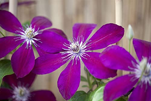 Clematis Hybride 'Sunset' 60-100 cm - Waldrebe, purpurrote Blüten, Blütezeit Mai-September, ideal für Rankgerüste, bienenfreundlich, winterhart