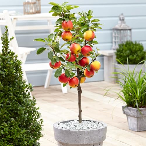 Plant Theory 1.2m Apple Elstar Edible Dessert Apple Outdoor Fruit Tree 9L Pot M26 Rootstock