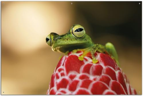 Wallario Outdoor-Poster für Garten oder Balkon Frosch sitzt auf Einer Knospe, Motivbanner Größe: ca. 60 x 90 cm, Outdoor-Bild