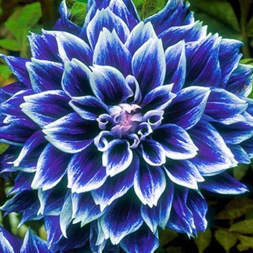 Ideale Dahlien, Schattentolerante Premium, üBerraschend Wachsend, Lange BlüTezeit, Gartendekoration, Seltene Funkien -2 Dahlien-A