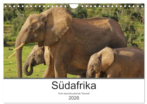 Südafrika - Eine beeindruckende Tierwelt (Wandkalender 2026 DIN A4 quer), CALVENDO Monatskalender: Die Wildtiere Südafrikas eindrucksvoll fotografiert (CALVENDO Tiere)