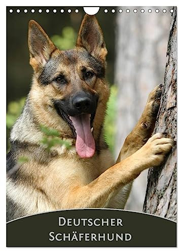 Deutscher Schäferhund (Wandkalender 2024 DIN A4 hoch), CALVENDO Monatskalender: Monatskalender mit wunderschönen Farbfotos des Deutschen Schäferhundes (CALVENDO Tiere)