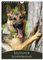Deutscher Schäferhund (Wandkalender 2024 DIN A4 hoch), CALVENDO Monatskalender: Monatskalender mit wunderschönen Farbfotos des Deutschen Schäferhundes (CALVENDO Tiere)