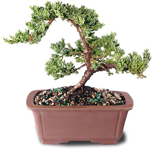 Brussel's Bonsai - Live Green Mound Juniper Bonsai Tree, Outdoor Bonsai Tree Live Plant, Medium Bonsai for Patio Garden Décor, Easy Care Evergreen Bonsai (Medium)