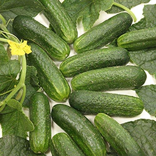 Diamant F1 Hybrid Gurke-Samen - ideal für Behälter und Gewächshaus !!! (50 - Seeds)