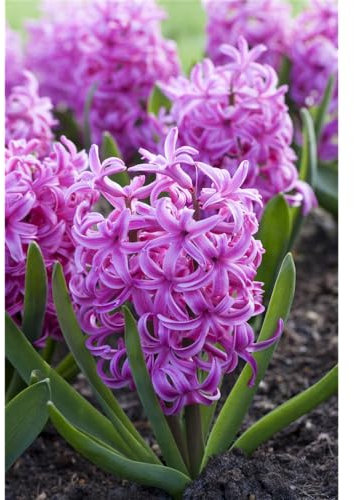 Hyazinthe, Hyacinthus orientalis 'Pink Pearl', pinke Blüte - 3 Zwiebel im Topf 12 cm vorgetrieben, in Gärtnerqualität von Blumen Eber - 13 cm
