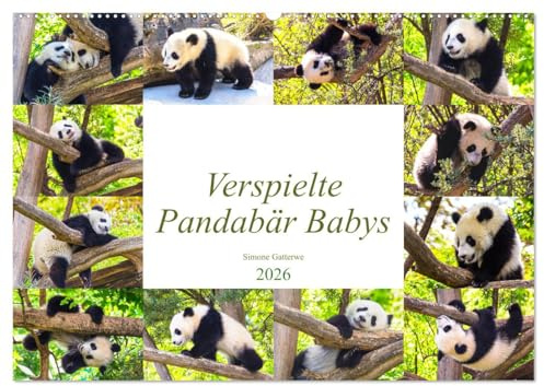 Pandabär Babys (Wandkalender 2026 DIN A2 quer), CALVENDO Monatskalender: Niedliche verspielte Pandabär Babys (CALVENDO Tiere)