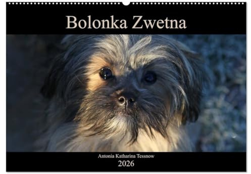 Bolonka Zwetna 2026 (Wandkalender 2026 DIN A2 quer), CALVENDO Monatskalender: Anschaulich, liebevoll und kreativ wurde hier der beliebte Zarenhund in Szene gesetzt (CALVENDO Tiere)