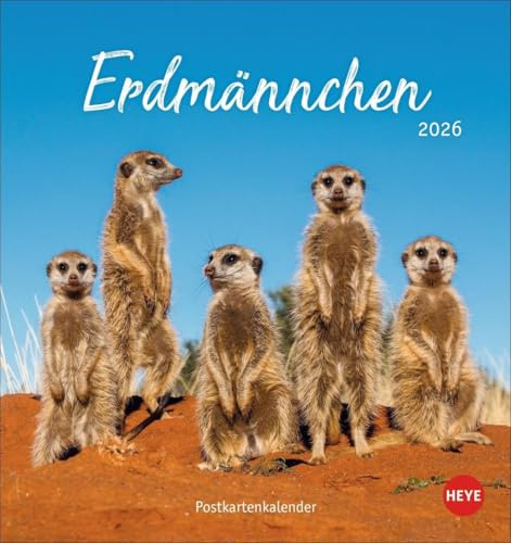 Erdmännchen Postkartenkalender 2026: Jeden Monat eine süße Postkarte. Fotokalender für Tierfreunde. Kleiner Tischkalender zum Aufstellen und Aufhängen im Postkartenformat. (Postkartenkalender Heye)