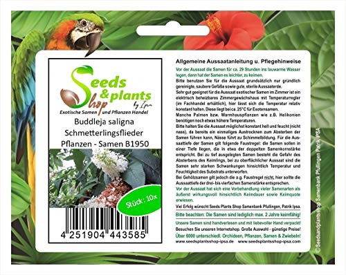 Pezzi - 10x Buddleja Saligna Schmetterlingsflieder Piante - Seme B1950 - Seeds & Plants Shop by Ipsa