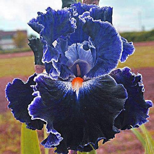 Iriszwiebeln, Blumenzwiebeln Garten, Balkon,Winterhart Mehrjährig,GartenblumenEleganz,Stauden,Winterhart, Iris,Bartiris,Schwertlilien-6zwiebeln-D