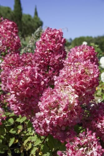 Rispenhortensie 'Diamond Rouge' 60-80 cm Topf Hydrangea paniculata duftend