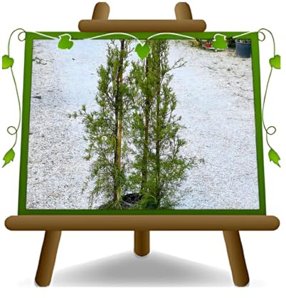 EURO PLANTS VIVAI Cupressus Sempervirens Pyramidalis o Cipresso Toscano Pianta su Vaso da 24 cm - *Altezza: 130~150 cm.