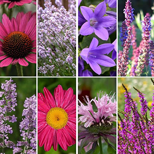 Nurseryman’s Choice Perennial Cottage Garden Collection Hardy Perennial Our Choice of Lucky Dip Plant Variety Easy to Grow Your Own Garden Flowers 18x Potted Plants By Thompson & Morgan (18)