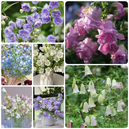 300 Pcs Glockenblume Winterhart Samen, Blumen Für Balkon, Seltene Pflanzen, Kletterpflanzen (Campanula Medium) Dachbegrünung, Bodendecker Pflanzen Winterhart Pflanzen Garten, Winterharte