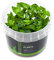 Staurogyne repens - NatureHolic In-Vitro Aquarium Pflanze