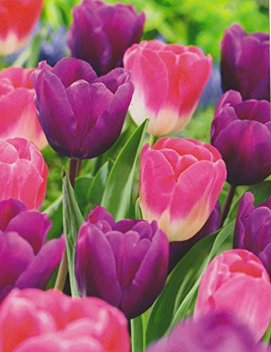 Tulpenzwiebeln lila/rosa Mix Tulpen (20 Blumenzwiebeln)