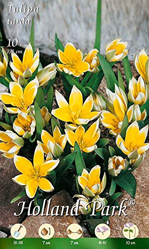 Holland Park 211962 Tulpe Miscellaneous tarda (10 Stück) (Tulpenzwiebeln)