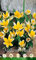 Holland Park 211962 Tulpe Miscellaneous tarda (10 Stück) (Tulpenzwiebeln)