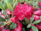Rhododendron repens Piepmatz - Zwerg-Rhododendron - 25-30cm