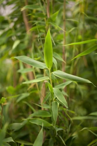 Fargesia murieliae 'Simba' - Winterharter Bambus, 80-100cm, Garten-Sichtschutz, Schnellwachsend, Grünpflanze