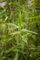 Fargesia murieliae 'Simba' - Winterharter Bambus, 80-100cm, Garten-Sichtschutz, Schnellwachsend, Grünpflanze