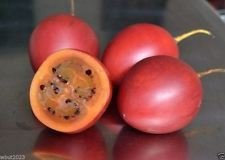 Árbol de tomate orgánico, semillas no OGM 10 Semillas