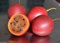 Árbol de tomate orgánico, semillas no OGM 10 Semillas