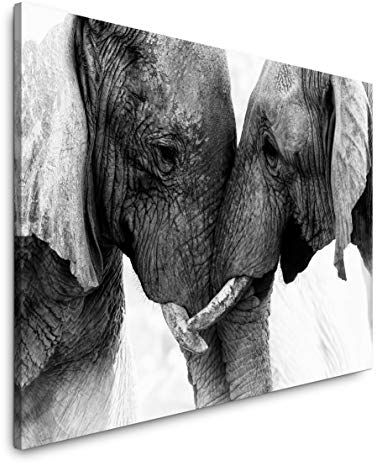 Paul Sinus Art Elefanten 150 x 100 cm Inspirierende Fotokunst in Museums-Qualität für Ihr Zuhause als Wandbild auf Leinwand in XXL Format