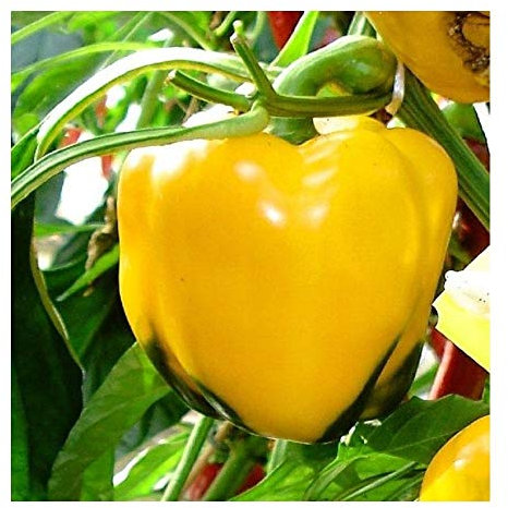 PREMIER SEEDS DIRECT - ORGANIC SWEET PEPPER QUADRATO D'ASTI YELLOW 60 FINEST SEED