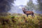 VLIES Fototapete-HIRSCHE-(6849Pr)-400x260 cm-Foto-Kunst Rothirsch Rotwild Edelhirsch Damhirsch Reh Ren Elch Tier Wald Landschaft Natur