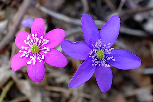 Neue Leberblümchen Blumensamen 50St