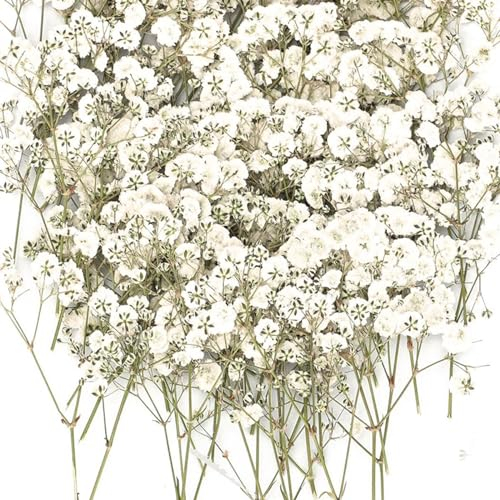 Ruzister 50 Stück Trockenblumen, kleine Baby-Atem-Blumen, echte Natur, weiß und zart, für DIY-Kerze, Harz, Schmuck, Nagelkunst, Kunsthandwerk