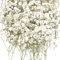Ruzister 50 Stück Trockenblumen, kleine Baby-Atem-Blumen, echte Natur, weiß und zart, für DIY-Kerze, Harz, Schmuck, Nagelkunst, Kunsthandwerk