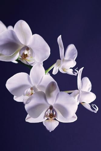 Purple Orchid Journal, Beautiful Orchids Journal, Purple Flowers Journal, Real Orchid Journal, Orchid Notebook, 6 x 9 Paperback Diary, 120 Lined Pages