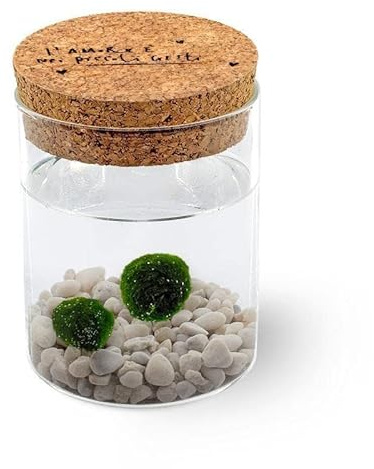 KAKI La Felicità è Nelle Piccole Cose, Marimo Coppia originale vaso vetro con tappo sughero l'Amore, artigianale, fondale bianco, diametro 8cm, altezza 11cm, Made in Italy
