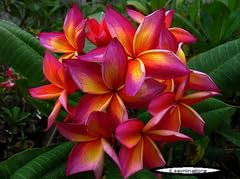 4 SEMI DI PLUMERIA -FRANGIPANI - POMELIA- VARIETA' Mattalica