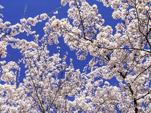 Japanische Maienkirsche/Yoshino-Kirschbaum, Prunus yedoensis, 80-120cm im Topf